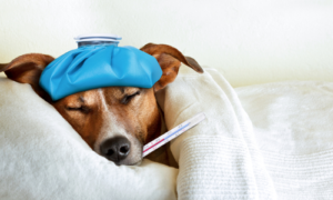 愛犬の病気や怪我を予防するために