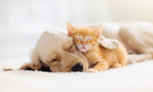 ペットも安心のフロアコーティング